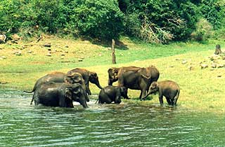 thekkady_elephants