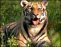 tiger-palakkad